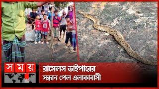 ফরিদপুরের চরে মিলল রাসেলস ভাইপার | Russell's Viper in Faridpur | Faridpur News | Somoy TV