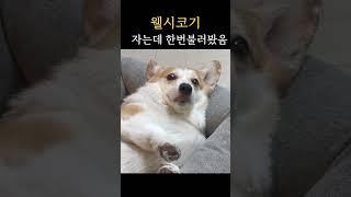웰시코기 자는데 볼러보기