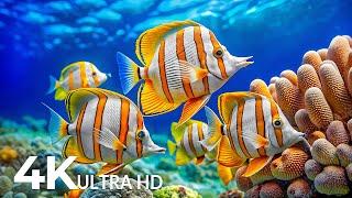 The Best 4K Aquarium - Dive Into The Mesmerizing Underwater Realm, Sea Jellyfish, Coral Reefs #24