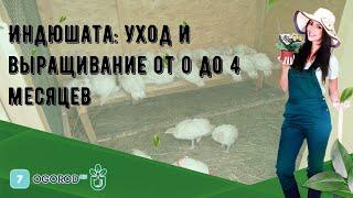 Индюшата: уход и выращивание от 0 до 4 месяцев