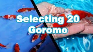 Selecting 20 Goromo Koi Fish [KOI SELECTION]