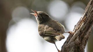 Saving a Near-Extinct Hawaiian Honeycreeper | When Silence Becomes the Song (full documentary)