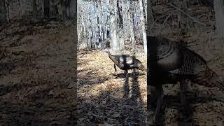 Favorite trail cam vids to get!  #shorts