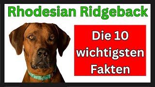 Rhodesian Ridgeback  Die 10 wichtigsten Fakten dieser Hunderasse