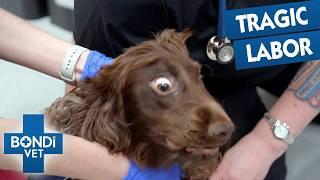 Injecting Adrenaline Into Unresponsive Newborn Puppy  | Bondi Vet