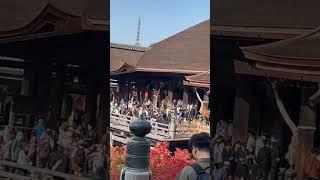 Beautiful Kiyomizu-dera 清水寺is back to normal