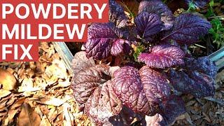 Powdery Mildew Gardening 101 for Florida Vegetable Gardens