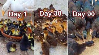 Muscovy Ducklings Complete growth video from day 1 to day 120 - ducklings growth results day by day