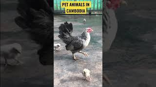 Pet animals in Cambodia #short #hen #chicks