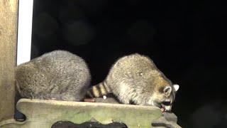 Tues 17 Sept   14 Raccoons for Dinner