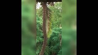 Parrot peeking into weaver birds' nest |Weaver birds |nest |birds |sunrise