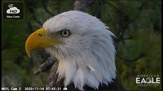 AEF~NEFL Nest Cam~Samson A True Blessing 1 14 2023