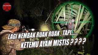 YAKIN INI UNGGAS? KOK ANTI TEMBAK!! BERBURU BURUNG RUAK RUAK MALAM HARI   HUNTING BIRD WITH PCP !!!