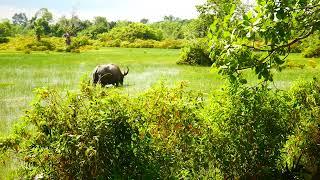 I like to see buffalo eating in vegetable in water