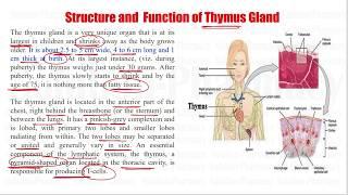 Anatomy & Physiology (112) Structure and Function of Thymus Glands | Thymus Gland Function