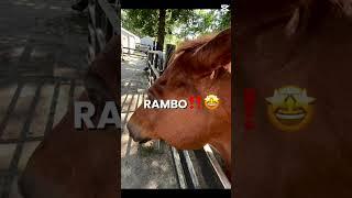  #barn #horse #equestrian #equestrianjourney #horsefan #fyp #viralshorts #funnyhorse #sandwich
