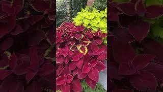 Coleus #flowers #annual #coleus s