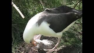 Midway Atoll - following a tropical storm