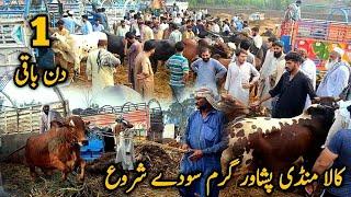 Kala Mandi Peshawar 2023 Latest Update || Cow Mandi || Peshawar Mandi 2023 || Akhtar Speaks