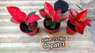 OBRAL AGLONEMA 5 RIBUANPusat Tanaman Hias