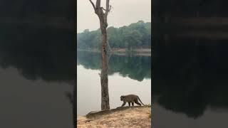 The family of monkeys at Angkor wat Cambodia #monkey #angkorwat #cambodia #video #family #dailyvlog