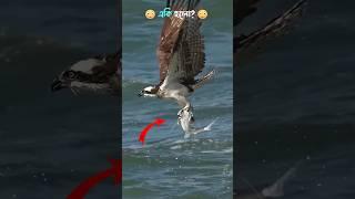 Eagle Is Hunting Big Fish From River  Eagle video, Bird tiktok Video, Animals Life #shorts #eagle