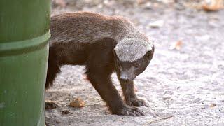 Honey Badger Sightings - Moremi Game Reserve