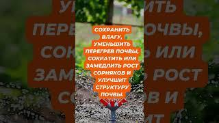 Лайфхак №1 Ленивый огород