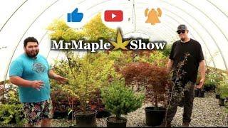 Creating Contrast in the Garden With Japanese Maples, Conifers and More!