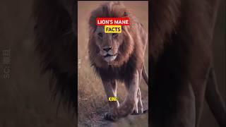  How a Lion’s Mane Decides Who Rules the Wild!  #animals #facts #shorts