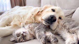 Golden Retrievers are very gentle with a Pregnant Cat