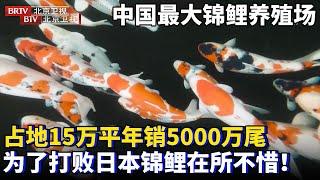 中国最大锦鲤养殖场，养殖面积超15万平，年销5000万尾，发誓打败日本锦鲤在所不惜！【为你喝彩】