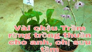 (Đã hết) Vài chậu Trầm rừng trồng thuần cho anh, chị sưu tầm |Phong Lan MT| Tập 72