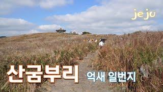 산굼부리, 억새가 가장 화려한 곳_Sangumburi Crater