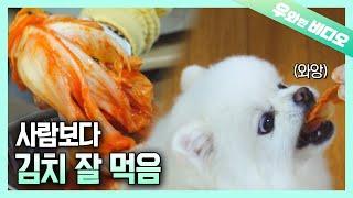 밥 먹을 때 빤~히 쳐다보는 댕댕이 이제 외면 안 해도 된다?!┃Wanna Share Delicious Food with Your Doggo?