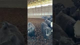 Blue Ridge Cattle 3-18-24 Lot 2