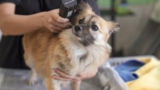 I'm still Scared of People... (A Dog Rescued from an Illegal Puppy Mill)