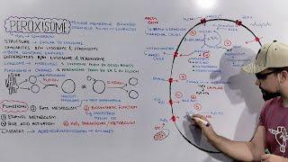 Peroxisome (Structure and Functions of Peroxisome) Detailed Series