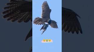 This video of the pigeon is very sad  || #shorts