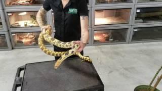 Mexican Pine Snakes at LLLReptile