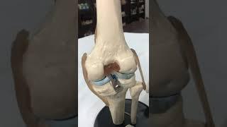 Ligaments of Knee Joint