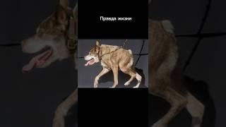 И кто тут собака сутулая?