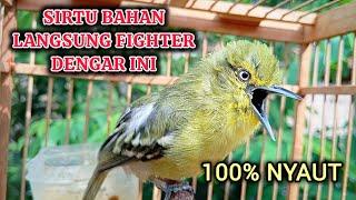 BIKIN SIRTU LAIN JADI FIGHTER! PANCINGAN SIRTU/CIPOH BAHAN AGAR CEPAT GACOR