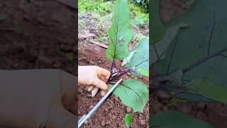 Did you know eggplant can be propagated by cuttings? #smartfarming #gardeningtips #gardenplants