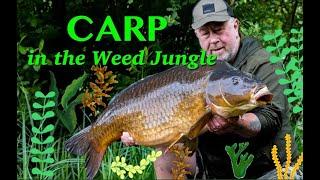 Carp in the weed jungle