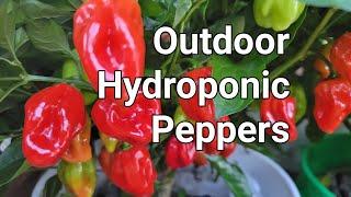 Outdoor Hydroponic Peppers