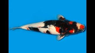 Koi Auktion Dainichi Showa Nisai Monroe female 48cm T11-0259