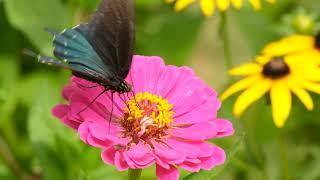 BEAUTIFUL Butterflies! 5 Minutes of Peace in the Pollinator Garden