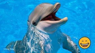 Happy Dolphin Sounds