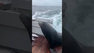 Sea Lion LEAPS onto Boat for Fish! #Shorts #Seals #Ocean